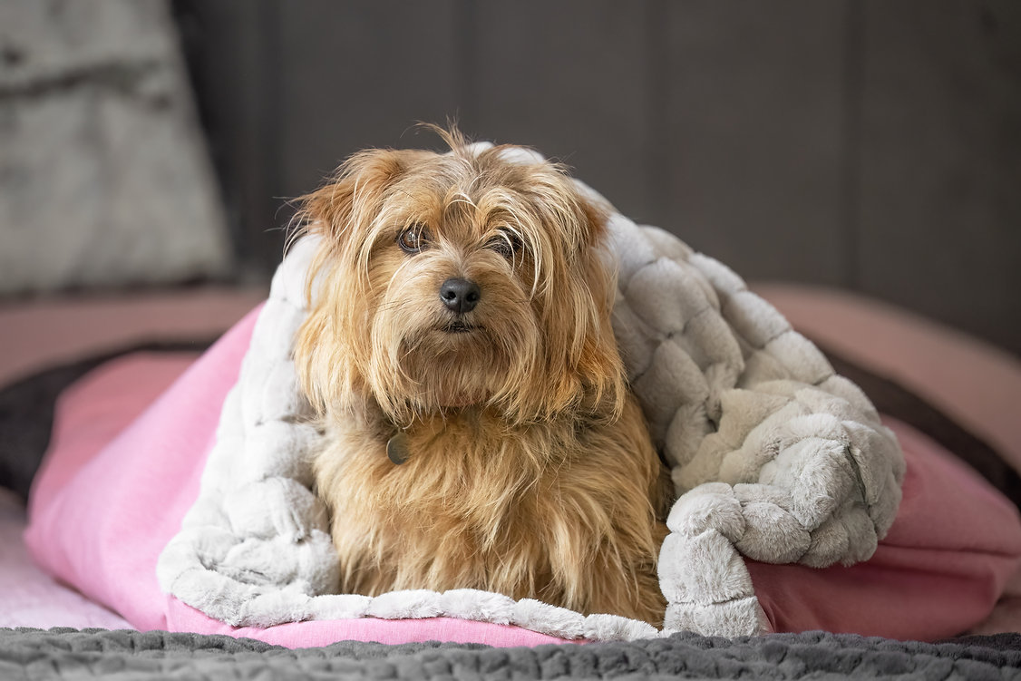 Hunde Kuschelsack