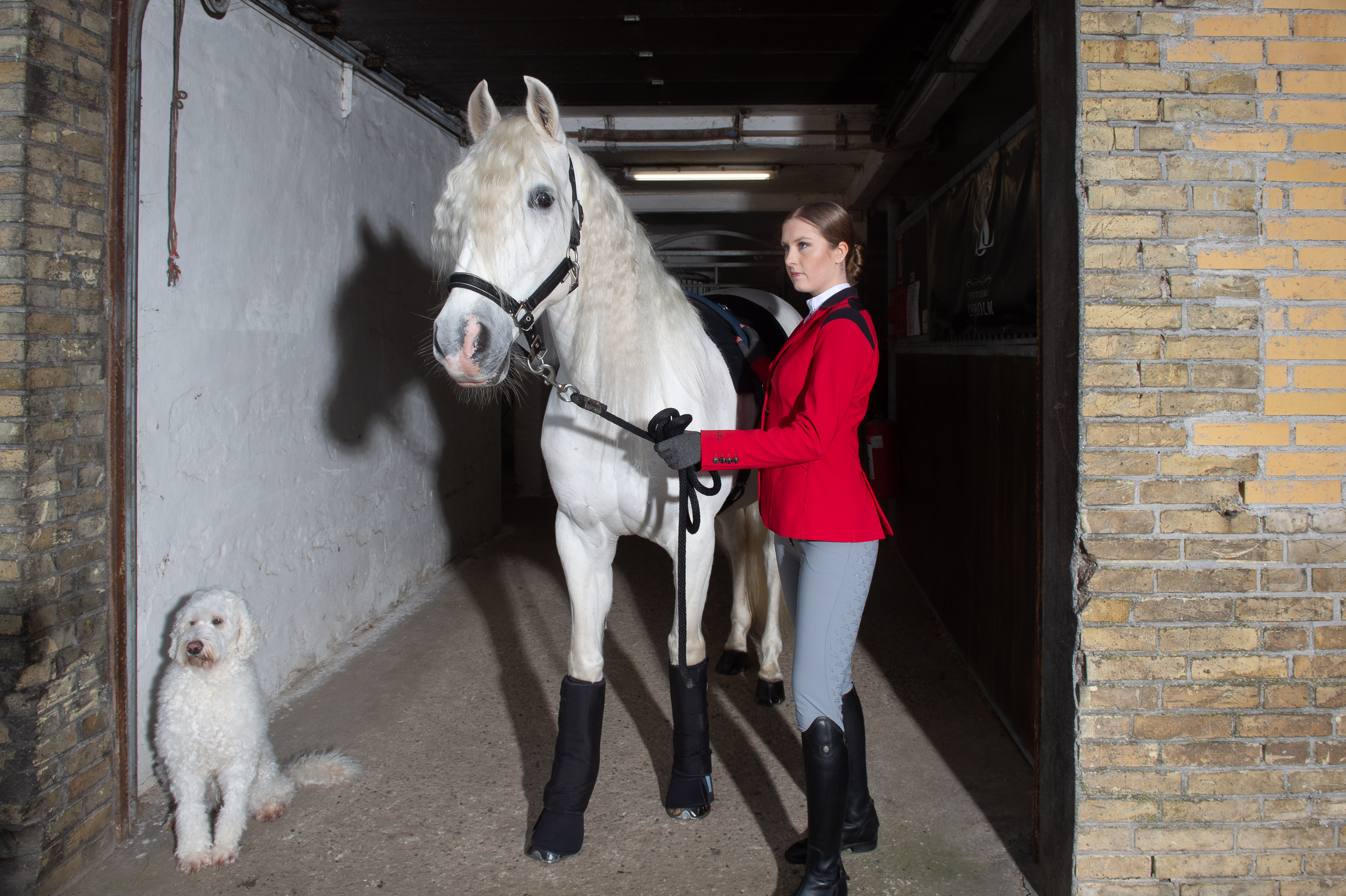 Be Balanced Stall-Therapiebandagen De Lux