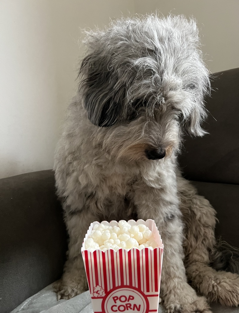 Hunde Popkorn